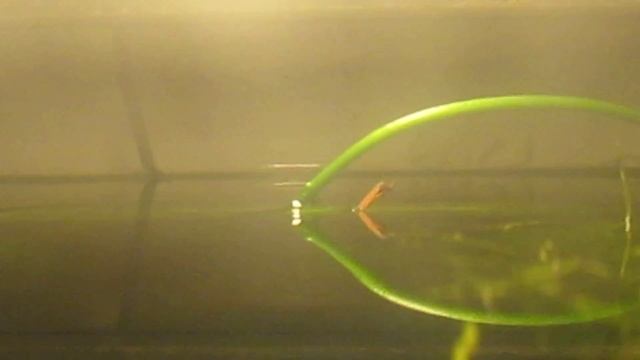 Рождение комара смотреть онлайн