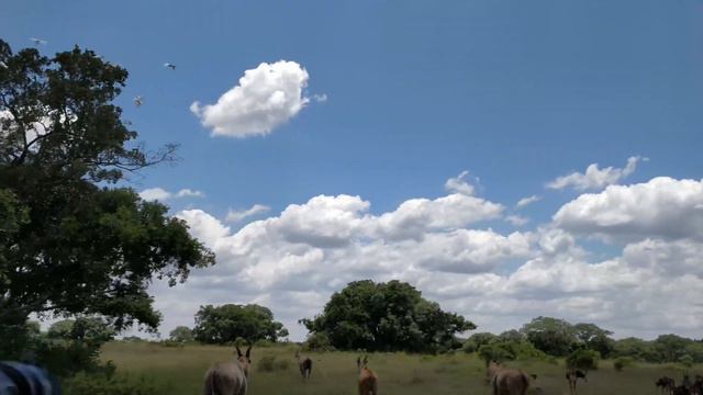 Acacia Tree in African Savanna - Short Video смотреть онлайн