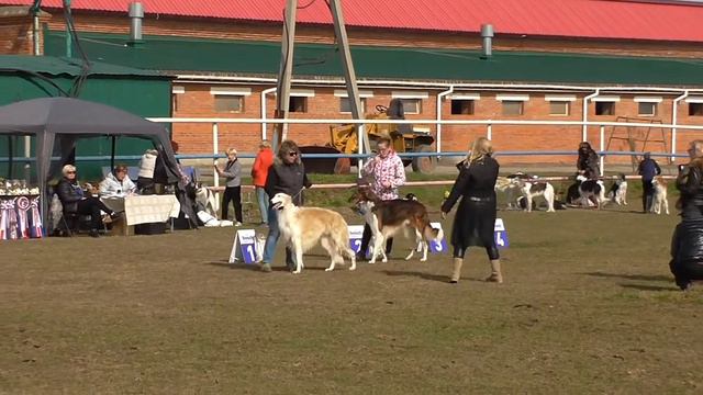 Фестиваль борзых Хабаровск смотреть онлайн