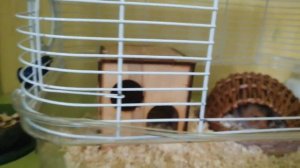 Собираем клетку для хомяков. Промежуточный обзор 2-х этажного хомячего коттеджа.