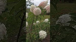 Метельчатые гортензии: Меджикал Флейм, Варила Фрейз и Лайм Лайт. Гортензия черешковая