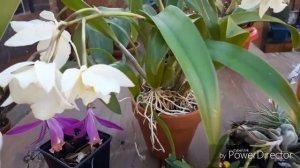 ОРХИДЕИ, обзор новых орхидей ? - Каттлея,  Саркохилус, Плейоне, Максиллярия.