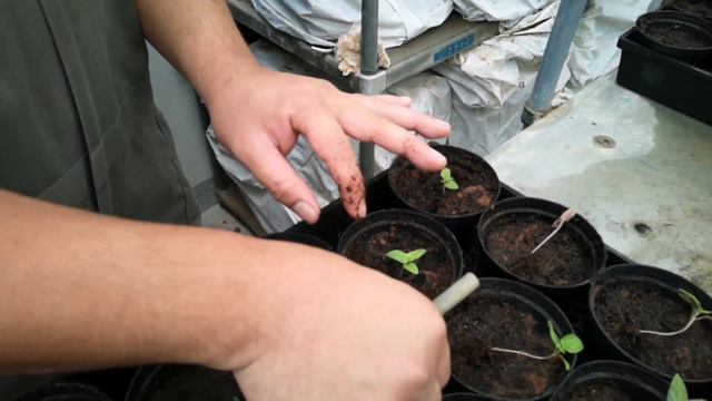 HOW TO TRANSPLANT SEEDLINGS CELOSIA FIRST FLAME plus GREENHOUSENURSERY TOUR