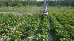 МОТОБЛОК НЕВА РАБОТАЕТ В ПОЛЕ