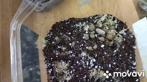Комнатные растения. Делаем опору для редкой Monstera dubia .