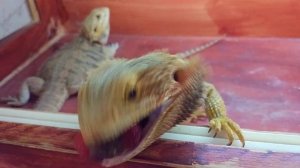 Бородатая агама ест клубнику и кусает меня за палец