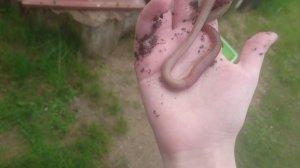 большой дождевой червь