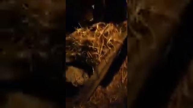 Чем кормить взрослых телят?! смотреть онлайн