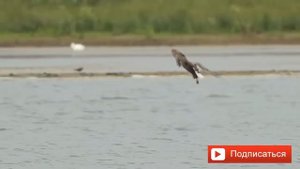 20 Атак ОРЛОВ СНЯТЫХ НА КАМЕРУ 2019 охота орла Eagle Attac