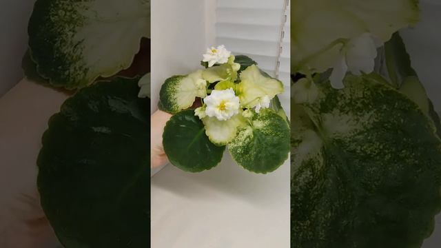 Фиалка ЛЕ-Золото Нибелунгов Голд смотреть онлайн