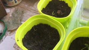 Выращивание острого перца(Carolina Reaper) #3