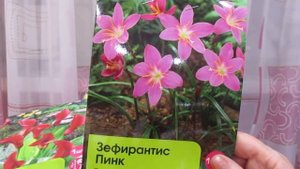 Луковичные крупным планом