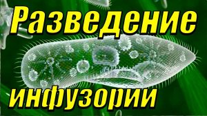 Разведение живого корма для аквариумных рыбок (инфузория)