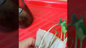 Рассада кабачков в самокрутке ?