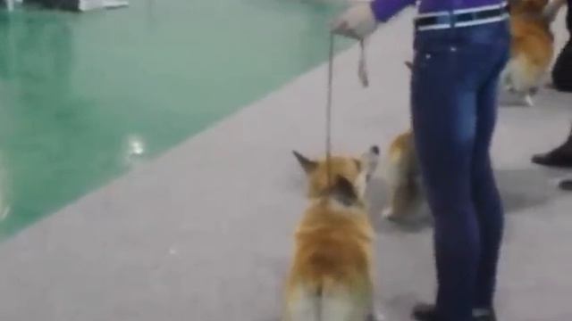 Ринг вельш корги пемброк смотреть онлайн