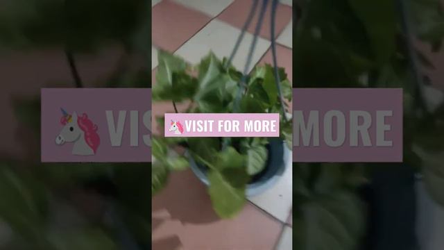 syngonium plant || indoor plant ||outdoor plant || air purifier plant ||NASA || смотреть онлайн