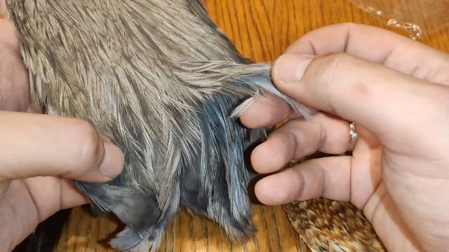 Купил скальп петуха очень бюджетно смотреть онлайн