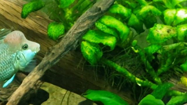 Geophagus steindachneri смотреть онлайн