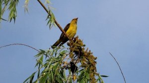 1081. Žluva hajní, Eurasian Golden Oriole, Pirol, Loriot d'Europe, Обыкновенная иволга, Wilga