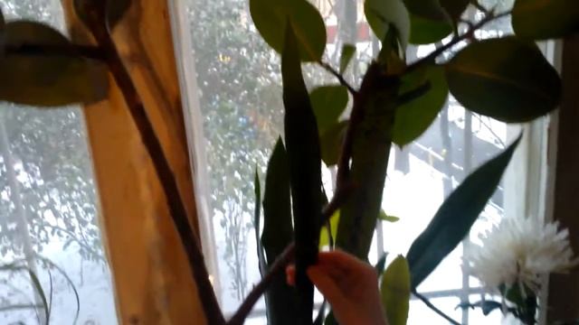 Мои комнатные растения: размножение и уход смотреть онлайн