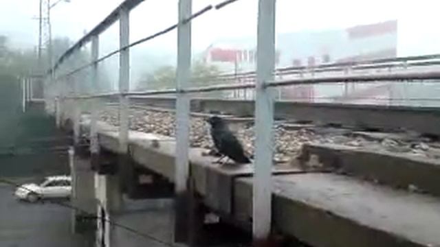 Вороненок смотреть онлайн