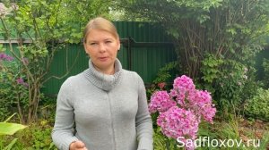 Уход за флоксами после цветения Обрезка, подкормка, защита от болезней