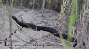 Черная гадюка.  Западно-Сибирская равнина