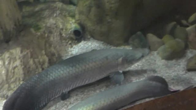 Океанариум. Кормление акул. Часть 1. смотреть онлайн