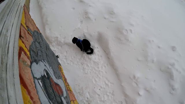 Самый умный кот"Леопольд"(№4) смотреть онлайн