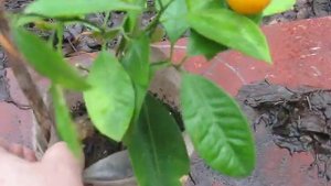 КАЛАМАНДИН ИЗ КОСТОЧКИ,КОГДА БУДУТ ПЛОДЫ?
