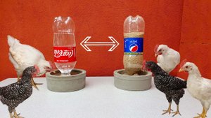 Кормушка и поилка для кур из 2 кг цемента и 4 бутылок