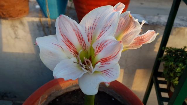 Care of Amaryllis Lily || How to Grow and Care Amaryllis Lily Plant || Fun Gardening смотреть онлайн