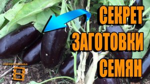 СЕКРЕТ ЗАГОТОВКИ СОБСТВЕННЫХ СЕМЯН БАКЛАЖАНОВ. САД (ОГОРОД) И ТЕПЛИЦА