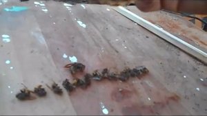 Шершни - залезли в ловушки для пчёл. Ликвидируем шершня