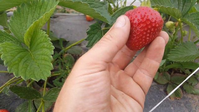 Ранний сорт земляники Румба смотреть онлайн