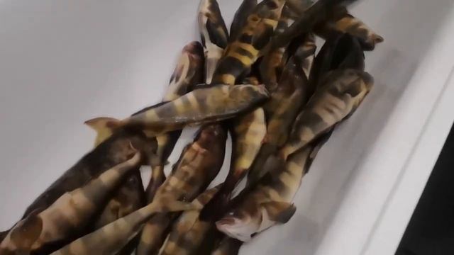 РЫБА испугала СЕРВАЛА смотреть онлайн