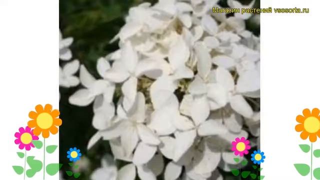 Гортензия метельчатая Колмастар. Краткий обзор hydrangea paniculata magical starlight Kolmastar