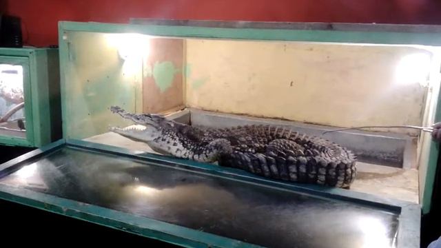 Крокодил рычит как тигр. Пощекотали крокодильчика. смотреть онлайн