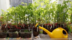 При посадке томатов важно в лунку добавить это эффективное удобрение