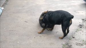 Ротвейлер Герда и метис алабая Джек : новая схватка