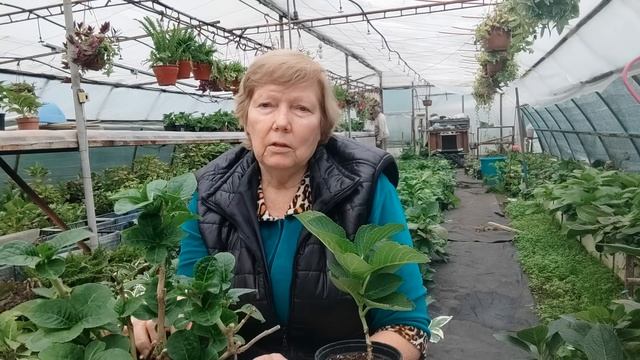 Как подготовить к зиме гортензию крупнолистную смотреть онлайн