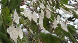 Поход за лунариями.Букеты из сухоцветов