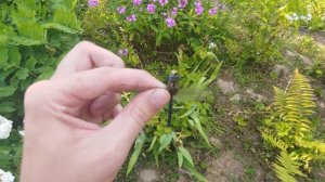 Стрекоза Коромысло Голубое - Самец