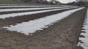 Посадка ежевики сорта Лох Тей и малины сорта Полька || Осваиваем новый участок