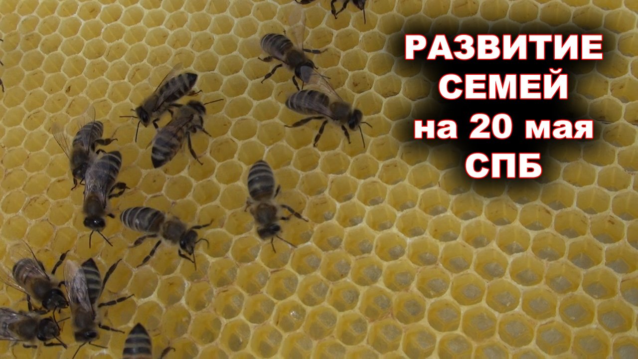 Развитие семей на 20 мая 2020г. г.Санкт - Петербург.