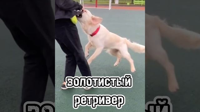 ?породы собак которые ладят с детьми?