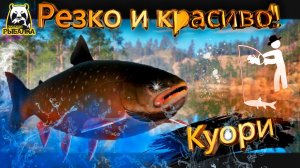 RF4 РЕЗКИЕ ПОДЕРГИВАНИЯ ЭСТЕТИЧНЫХ РЫБ #рр4
