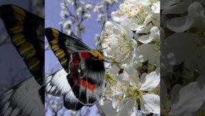 Хаерле иртэ дусларым !!!