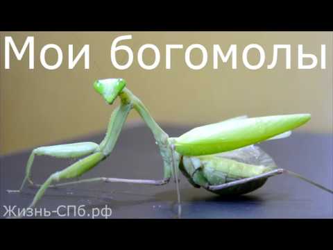 Мои богомолы - содержание экзотических насекомых в домашних условиях