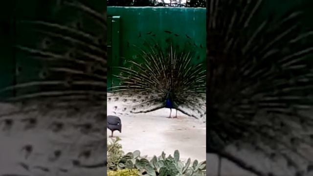 Злой павлин смотреть онлайн